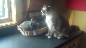 Max and Ollie kitchen 2012-06-28_19-15-19_701