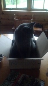 Marketing Box, Ollie