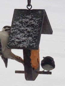 warbler and woodpecker