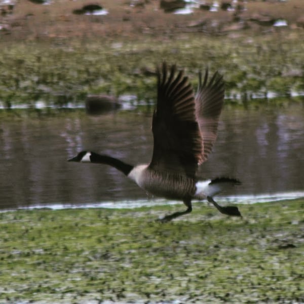 gander